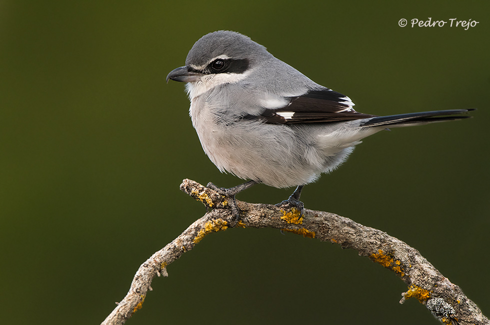 Alcaudón real (Lanius excubitor)